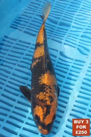 6222 Kin Ki Utsuri 8to10in £99