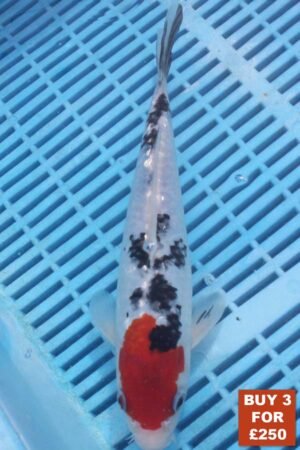 6223 Gin Rin Sanke 8to10in £99