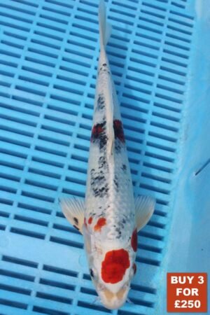 6224 Yamatonishki 8to10in £99