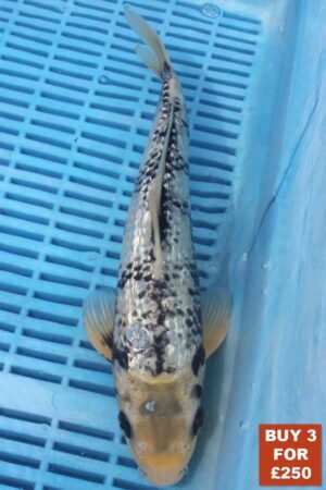 6225 Gin Rin Matsukawabake  8to10in £99