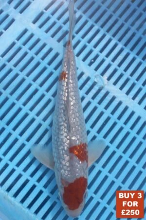 6226 Gin Rin Ochiba 8to10in £99