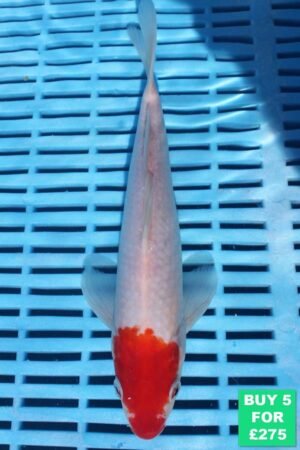 6230 Tancho Kohaku 7to8in £60