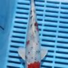 6233 Yamatonishki 7to8in £60