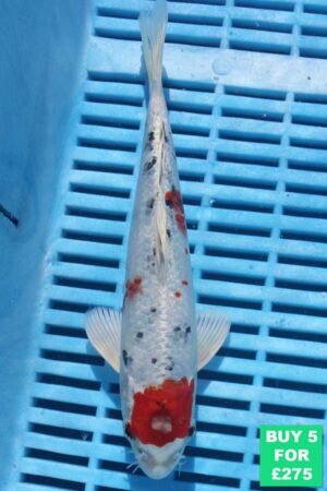 6233 Yamatonishki 7to8in £60