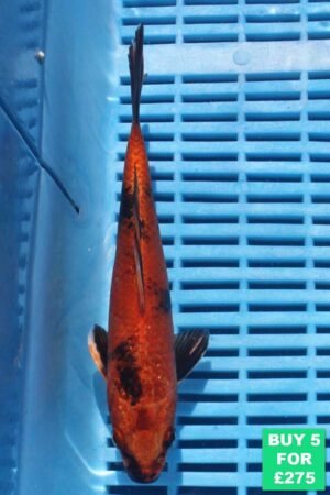 6248 Hi Utsuri 7to8in £60