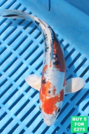 6252 Doitsu Kujaku 7to8in £60