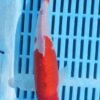 6253 Kohaku 7to8in £60