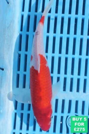 6253 Kohaku 7to8in £60