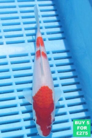 6278 Kohaku 7to8in £60