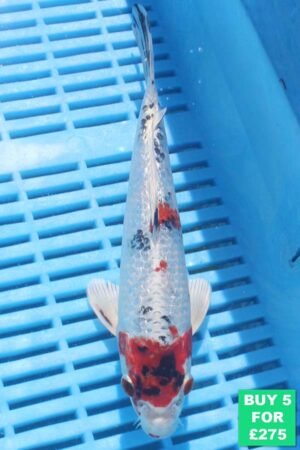 6279 Yamatonishki 7to8in £60