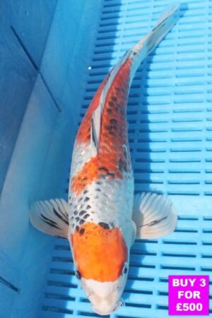 6291 Kujaku 12to14in £190.