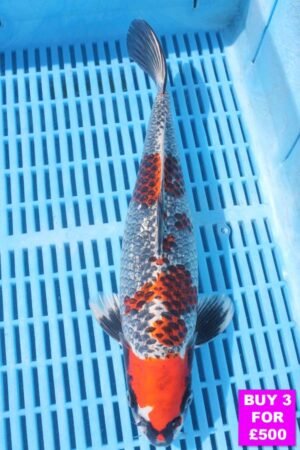 6292 Gin Rin Kujaku 12to14in £190.