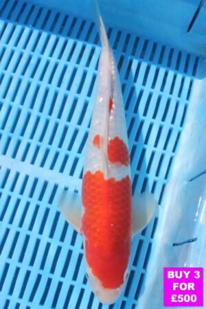 6293 Kohaku 12to14in £190.