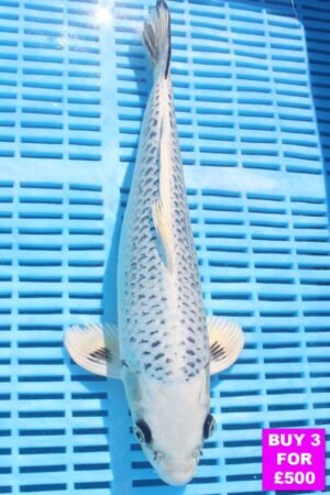 6294 Gin Matsuba 12to14in £190.