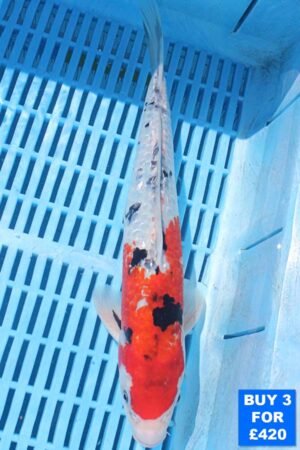 6314 Gin Rin Sanke 10to12in £160