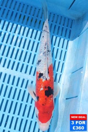 6314 Gin Rin Sanke 10to12in £160