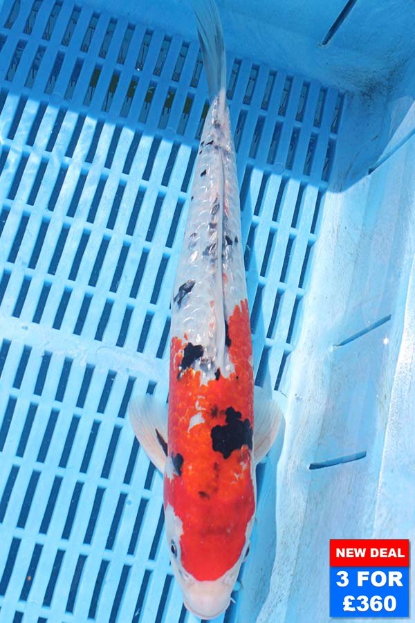 6314 Gin Rin Sanke 10to12in £160