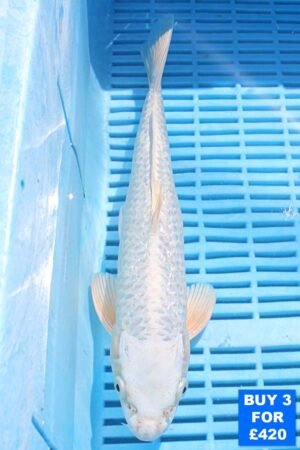 6315 Gin Rin Platnum Ogon 10to12in £160