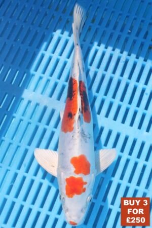 6324 Doitsu Kujaku 8to10in £99