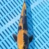 6331 Ki Utsuri 8to10in £99