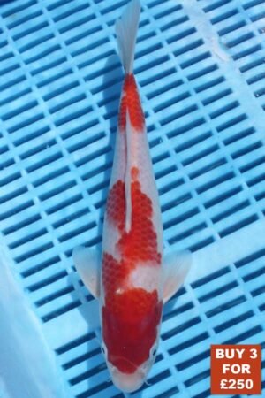 6336 Kohaku 8to10in £99