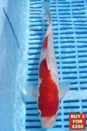 6339 Kohaku 8to10in £99