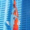 6344 Gin Rin Sanke 8to10in £99