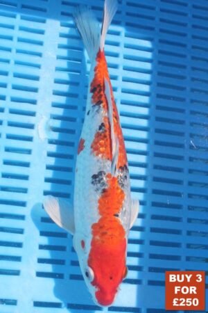 6344 Gin Rin Sanke 8to10in £99