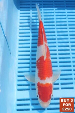 6346 Kohaku 8to10in £99