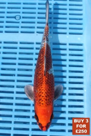 6348 Gin Rin Kujaku 8to10in £99