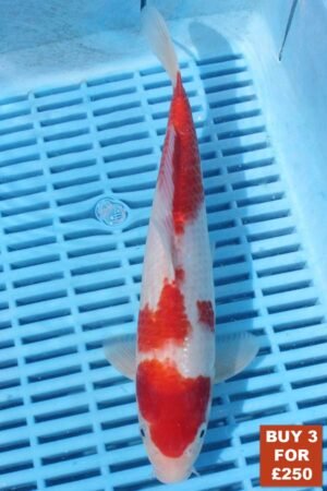6359 Kohaku 8to10in £99