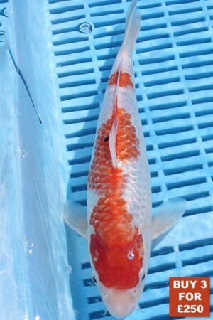 6361 Kohaku 8to10in £99