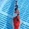 6363 Gin Rin Sanke 8to10in £99