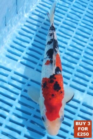 6363 Gin Rin Sanke 8to10in £99