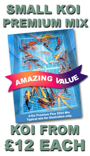 Small Koi Variety Deals