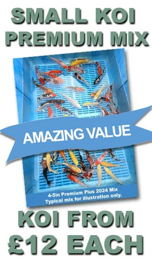 Small Koi Variety Deals
