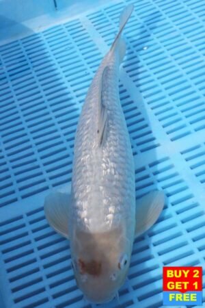 6042 Gin Rin Ochiba 14to16in £300