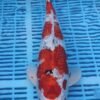 6044 Gin Rin Sanke 14to16in £300