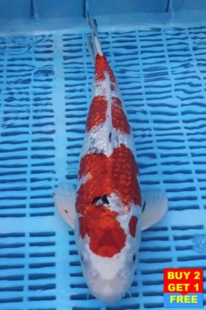 6044 Gin Rin Sanke 14to16in £300