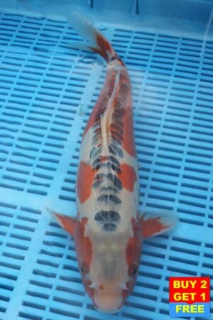 6049 Shusui 14to16in £300