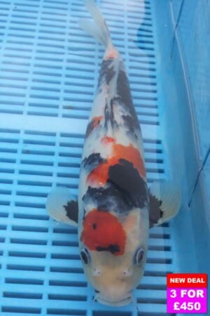 6063 Showa  12to14in £190