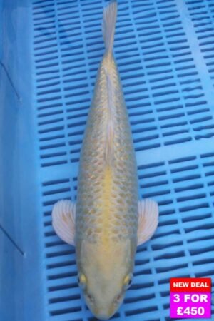 6066 Gin Rin Yambuki 12to14in £190