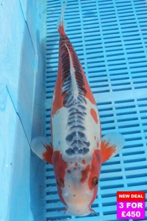 6073 Shusui 12to14in £190