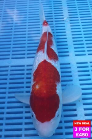6082 Gin Rin Kohaku 12to14in £190