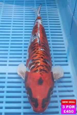 6097 Doitsu Kujaku 12to14in £190