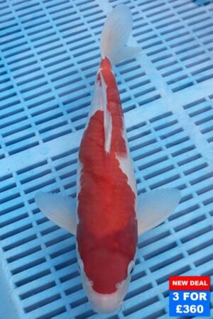 6118 Kohaku 10to12in £160