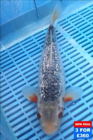 6121 Gin Rin Assagi 10to12in £160