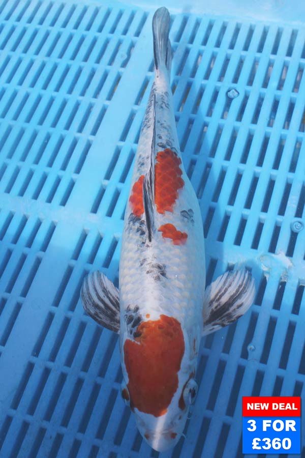 6135 Yamatonishki 10to12in £160