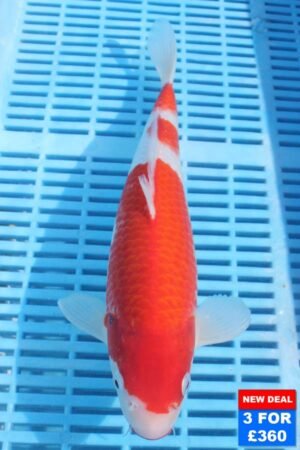 6144 Kohaku 10to12in £160