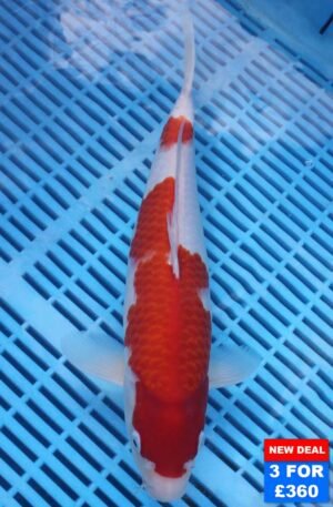 6150 Kohaku 10to12in £160